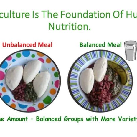 Agriculture Is The Foundation Of Human Nutrition