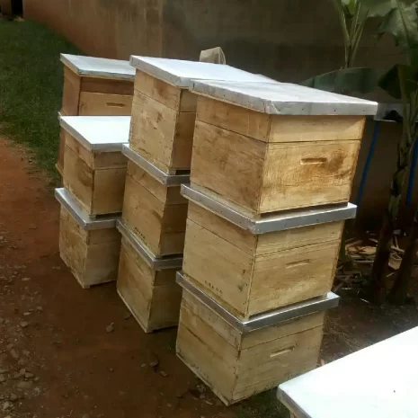 beehives1