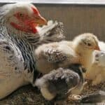 A Chicken Farm with Twenty Chicks